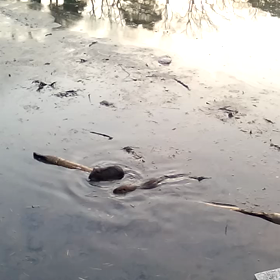 カワウソの画像