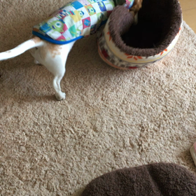 元気で安心。の画像