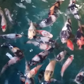 ドラゴン稚魚の画像