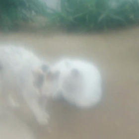 本日も多忙のためねこさん動画ですの画像