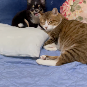 華ちゃんとモモちゃんの画像