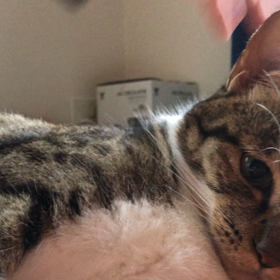 仕事の後は1本ジム活！早く寝るにゃ〜の画像