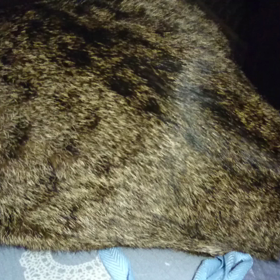 頭隠して尻隠さずの画像