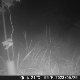 すぎぴたんの事件簿シーズン3　290話（ウサギ！ウサギ！何見て跳ねる！）の画像