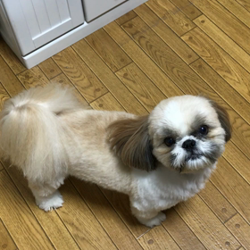 でっかいシーズー  やーーーっとできた‼️の画像