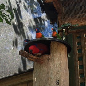 キュランダ村③。の画像