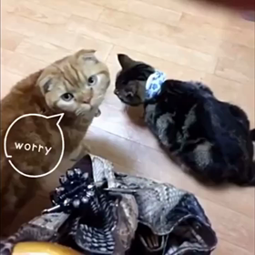 ブログ動画ダイジェストの画像