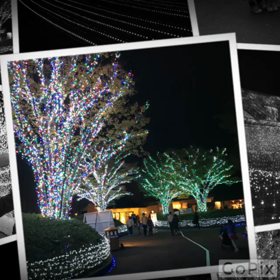 旅行☆なばなの里〜アンパンマンミュージアムの画像