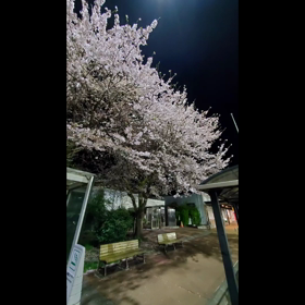 神代桜の画像