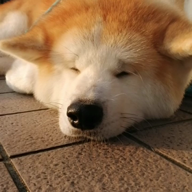 連続さわやかな朝‼️「軽快に？お散歩‼️」と云いたいが、そこはやっぱり未来丸❗「イヤイヤ爆発の画像