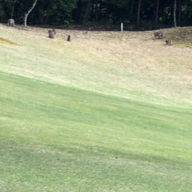 お猿さんの画像