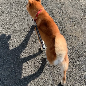 連日の２０℃越え・・・の画像