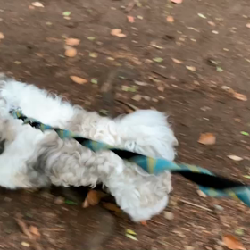 4月26日12わんこと1時間遠足  代々木公園の画像