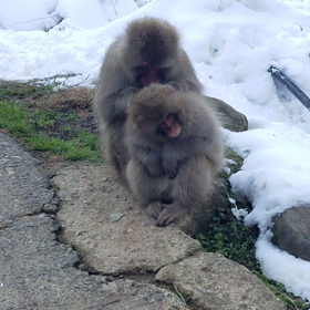 良いお年を！地獄谷野猿公苑に行きました！の画像