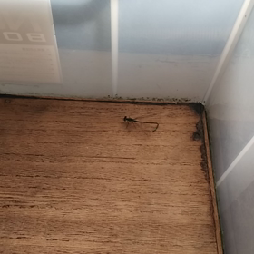 トンボたんの飛行動画★めだかの学校の画像