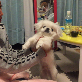 しんやれんー！の画像