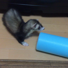 フェレットの画像