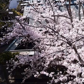 神社の桜の画像