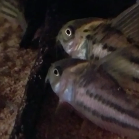 心配です。の画像