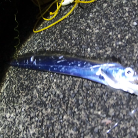 先月の釣り　アジ狙いのはずが、、の画像