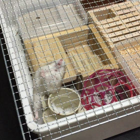 ハムちゃんず日記☆ピカチューの大脱走！！の画像