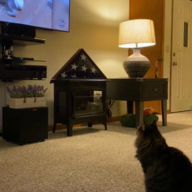 テレビを見るHanaちゃんの画像