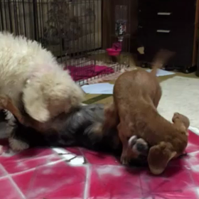 小ネタ　やっぱり可愛かったなあ〜の画像