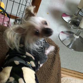 くたばってましたの画像