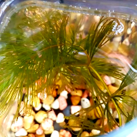 朝まっぱらから…元気です(灬∀灬)۶ｴﾍｯ*+の画像