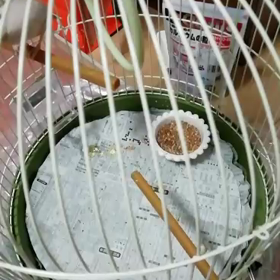 ご家庭の方針いろいろ¯\_( ͠° ͟ʖ °͠ )_/¯の画像