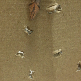 うにうにの画像