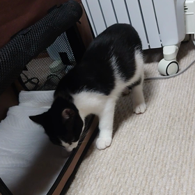 ビッツが来て 10日経ちました(ฅ`Д´ฅ)ｼｬｰの画像