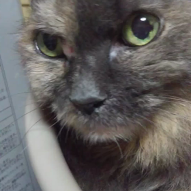 鼻ちょうちんの画像