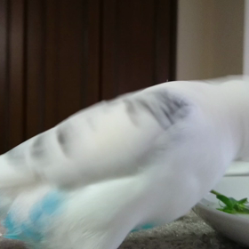 3/10のさくらちゃんの画像