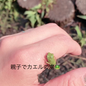 ♡カエル♡の画像