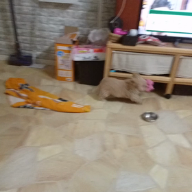 リビングダッシュの画像