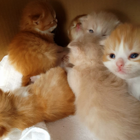 生後19日の画像