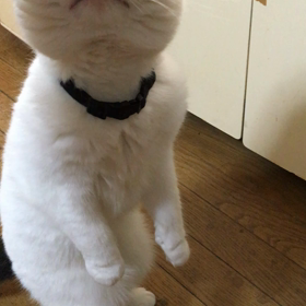 おやつ？の画像