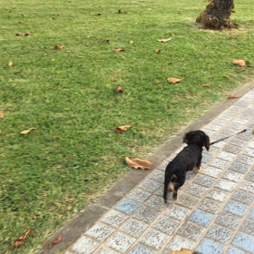 アラハビーチの画像