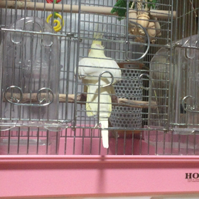 ヘルプ！行動の真意の画像