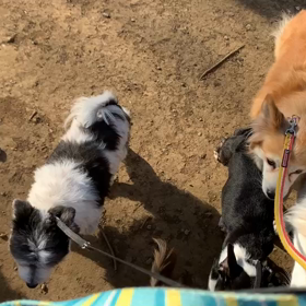 2月23日13わんこと2時間遠足　　代々木公園の画像