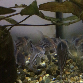 寿命…かもの画像