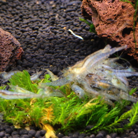 エビ団子 コロコロコロの画像