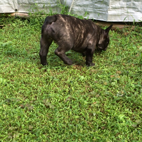 一球家に新家族！の画像