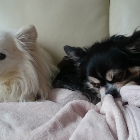 悪気はないの。の画像