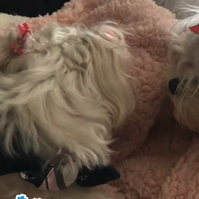 元気なってきましたりんちゃんの画像