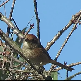 すぎぴたんの事件簿　シーズン２　１１８話（モズ編）の画像