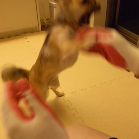 コタロ 元気になったってよの画像