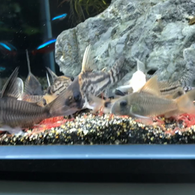 コリドラス 食事アカムシの画像