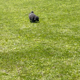 我が家のワンコの画像